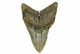 Huge, Fossil Megalodon Tooth - North Carolina #172571-1